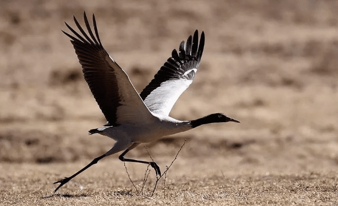 黑頸鶴是「藏族」神獸，只有在11月時才能在不丹看見